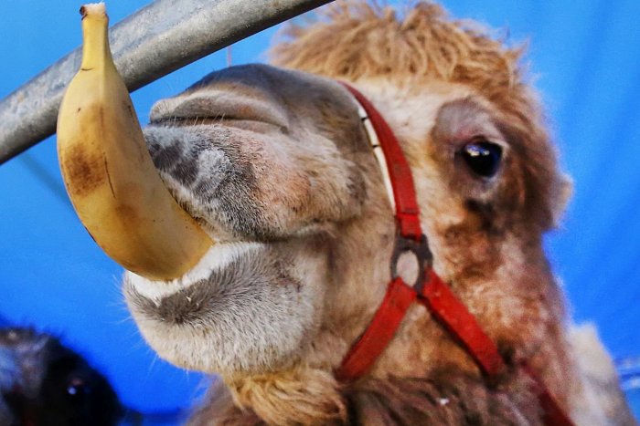 Ilustračný obrázok k článku Normy na zahnutie banánov i zákaz detských balónikov: TOP mýty o nariadeniach z Bruselu