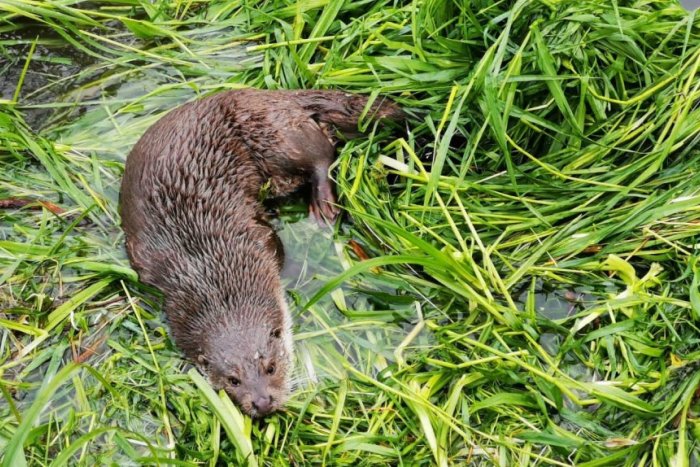 Ilustračný obrázok k článku Smutný nález v Lutilskom potoku: Chránenú vydru niekto takto vytrápil, FOTO