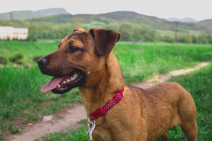 Ilustračný obrázok k článku Žiarska útulkáčka Fíbi je poriadne číslo: Sledujte, kam sa vyštverala, VIDEO