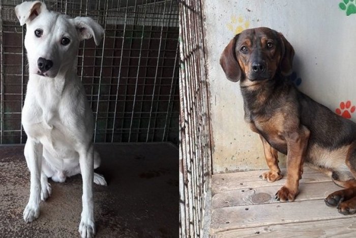 Ilustračný obrázok k článku Trenčianski útulkáči vo veľkej GALÉRII: Túžobne čakajú na váš príchod