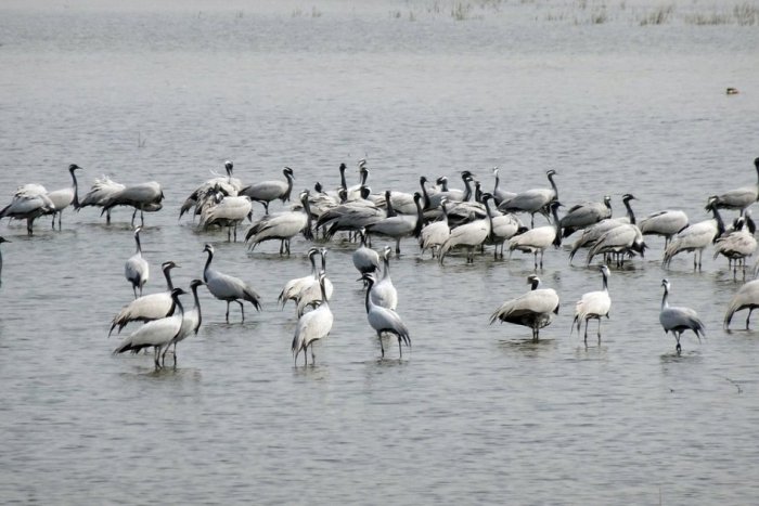 Ilustračný obrázok k článku KURIOZITA DŇA: Zoo Bojnice sa teší prírastkom, pribudli mláďatá žeriavca stepného