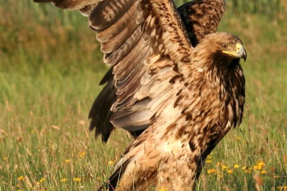 Ilustračný obrázok k článku Návrat orla kráľovského: V CHKO Ponitrie napočítali rekordný počet hniezd