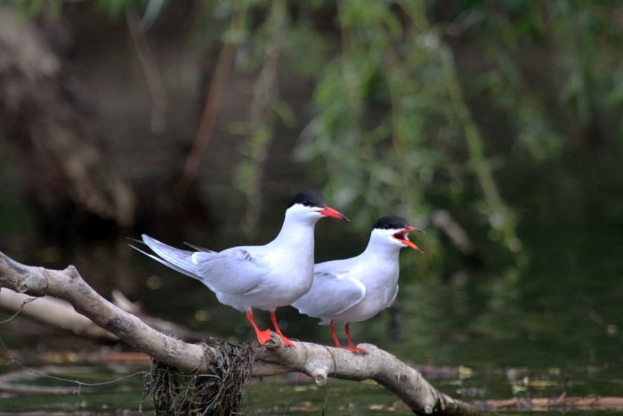 Ilustračný obrázok k článku Nepôvodné druhy šeliem sú hrozbou: Norky zdecimovali populácie niektorých vodných vtákov