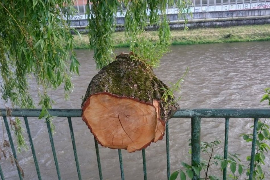 Ilustračný obrázok k článku Život si našiel cestu. Torzo kmeňa na zábradlí pri Hrone sa nevzdáva, FOTO