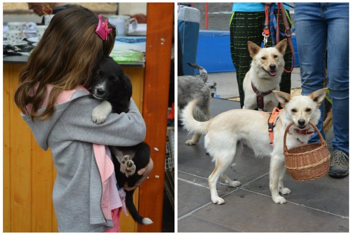 Ilustračný obrázok k článku FOTO: Vďaka akcii Nájdite sa so zvieratkom z útulku si v sobotu našlo domov 23 psíkov!