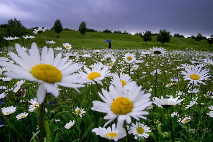 Ilustračný obrázok k článku Prvá veľká PROGNÓZA o jarnom počasí: Máte radi dážď a teplo? PRÍDETE si na svoje!