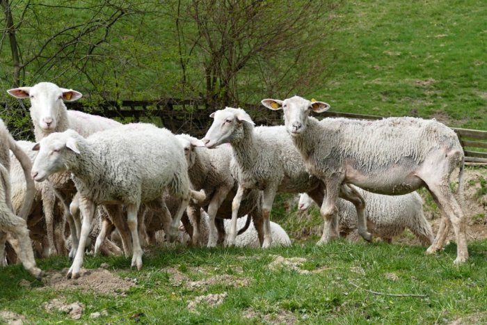 Ilustračný obrázok k článku Pastierska kultúra východného Slovenska? V Prešove ju môžete spoznať bližšie...