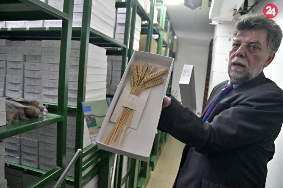 Ilustračný obrázok k článku Aj Slovensko má svoju "Noemovu archu": Časť semien z génovej banky presťahujú