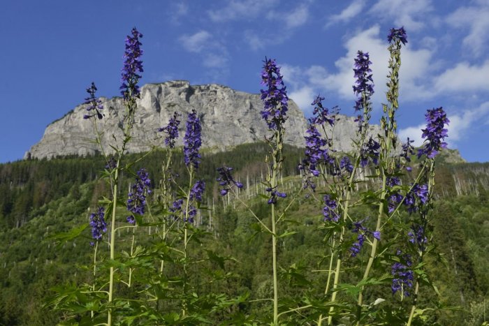 Ilustračný obrázok k článku Dráma v TANAP-e: Na strážcu prírody niekto fyzicky ZAÚTOČIL a zranil ho!