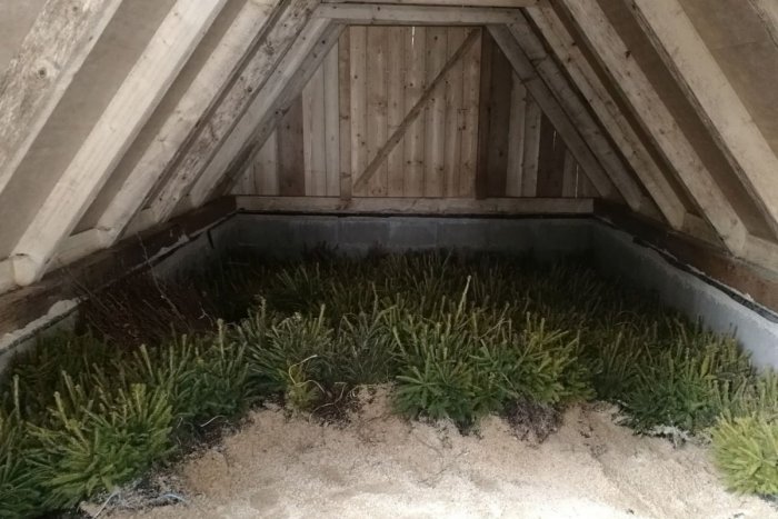 Ilustračný obrázok k článku V Tatrách vysadia takmer pol milióna stromčekov: Zalesniť chcú viac ako 210 hektárov