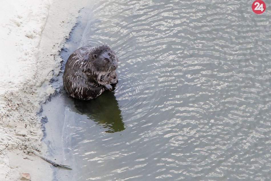 Ilustračný obrázok k článku Bobor do Tatier patrí, no ochranári hlásia: Teraz MUSÍ ustúpiť! Hrádza pôjde preč