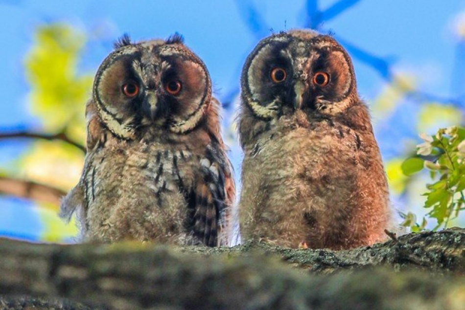 Ilustračný obrázok k článku Myšiarky hniezdia aj na sídliskách: Ochranári prosia ľudí o zhovievavosť