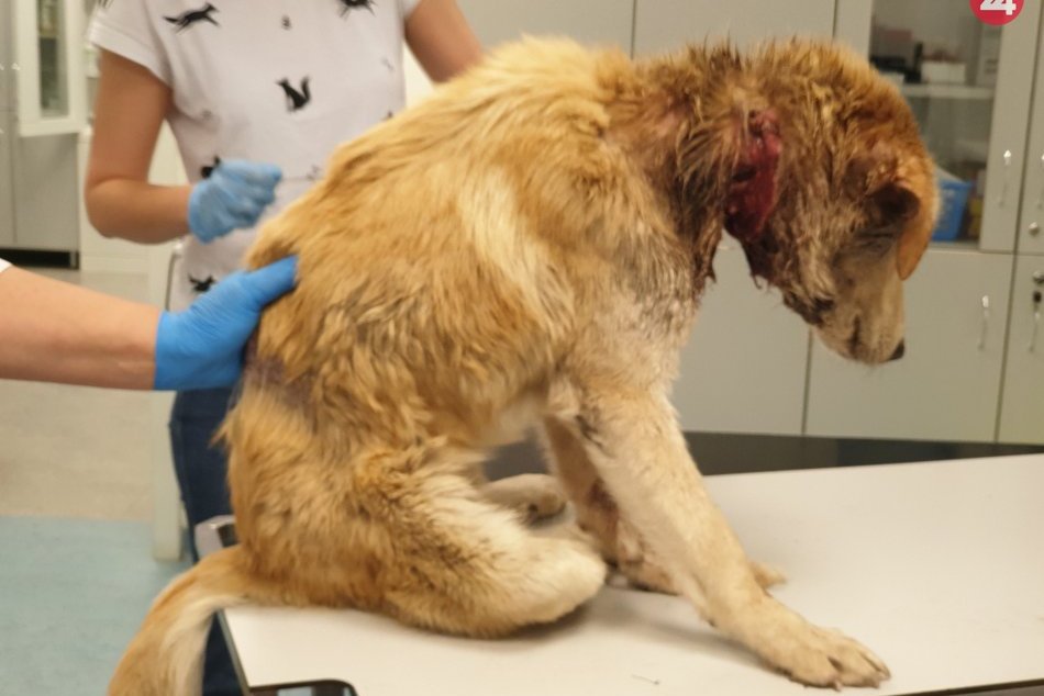 Ilustračný obrázok k článku FOTO: Beštiálny čin! Psa Balua utýrali takmer na smrť, útulok prosí o pomoc