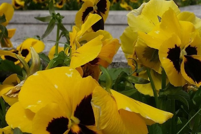 Ilustračný obrázok k článku Šanca pre záujemcov v priebehu tohto týždňa: Prešovská radnica rozdáva kvety