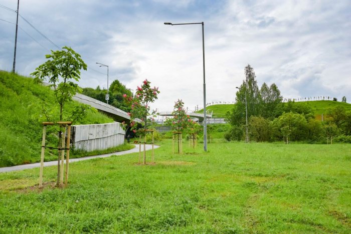 Ilustračný obrázok k článku Brezno rozkvitne do krásy, samospráva vysádza niekoľko druhov stromčekov, FOTO