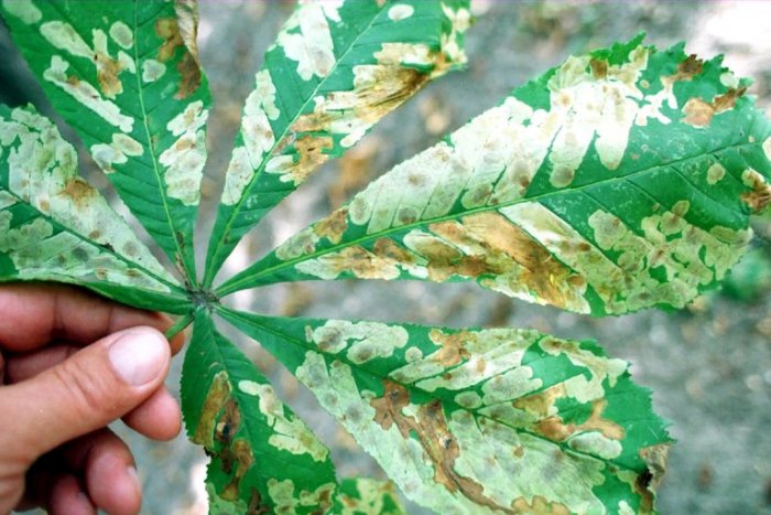 Ilustračný obrázok k článku Maličký škodca dokáže zničiť celé stromy. Samospráva použije chemický postrek