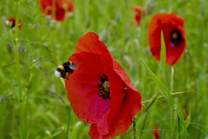 Ilustračný obrázok k článku Viaceré trávniky v Nitre sa zmenia na lúky: Mesto chce vybrať 10 až 15 lokalít