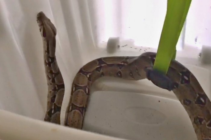 Ilustračný obrázok k článku SVET O SLOVENSKU:  Zľutovanie! Aj had je len živý tvor