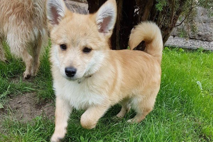 Ilustračný obrázok k článku Nový žiarsky útulkáč Vilko na FOTKÁCH: No nie je na zjedenie?