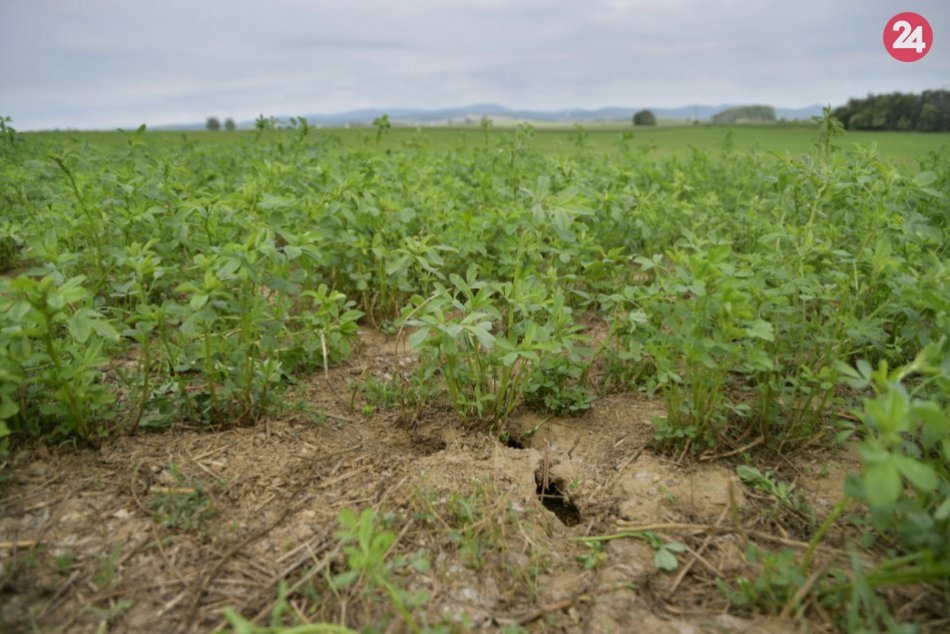 Ilustračný obrázok k článku Zlý sen poľnohospodárov: Hraboše na poliach spôsobujú veľké problémy