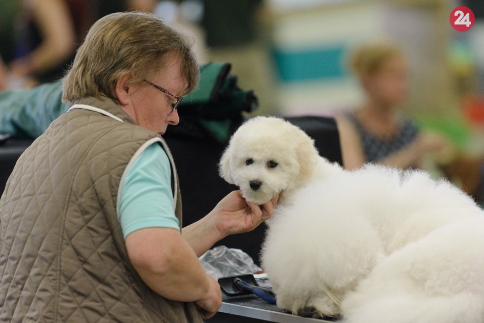 Ilustračný obrázok k článku Agrokomplexu sa pre pandémiu nedarí otvoriť sezónu: Padla prvá výstava roku 2021