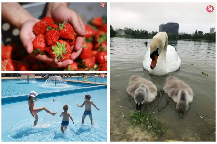 Ilustračný obrázok k článku TOP 5 tém týždňa: Bratislavu zaujal príbeh labutej rodinky aj rodiace jahodové polia