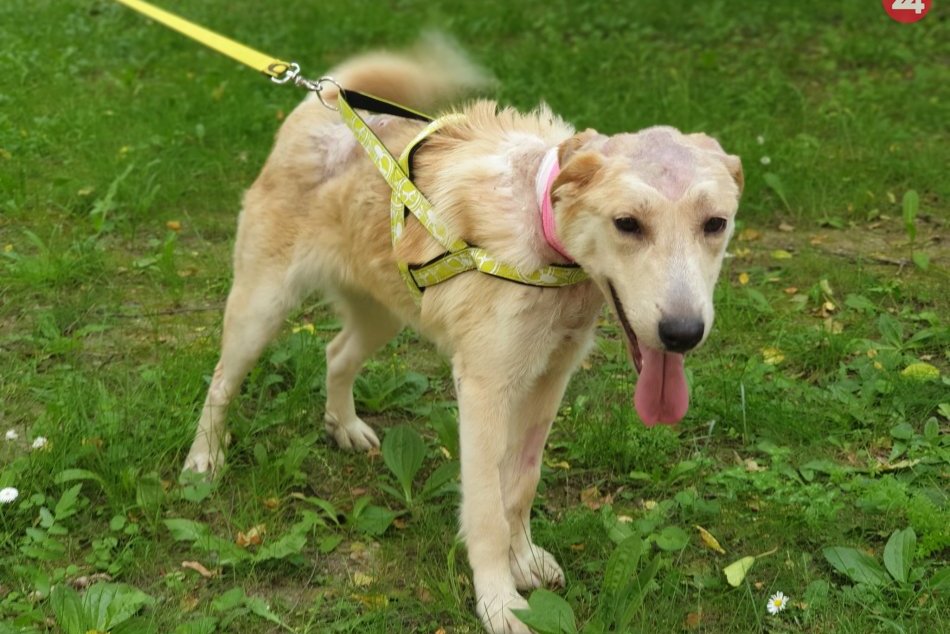 Ilustračný obrázok k článku Príbeh kruto týraného psíka Balua chytil ľudí za srdce. Má sa lepšie aj vďaka dobrým ľuďom, FOTO