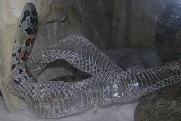 Ilustračný obrázok k článku V kabíne výťahu sa našla hadia koža! Žilinskí policajti vysvetľujú, čo sa stalo