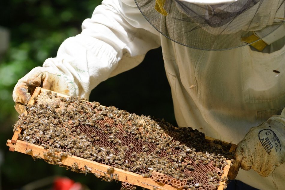 Ilustračný obrázok k článku Rusko musí riešiť vážny problém: V krajine dochádza k masovému úhynu včiel