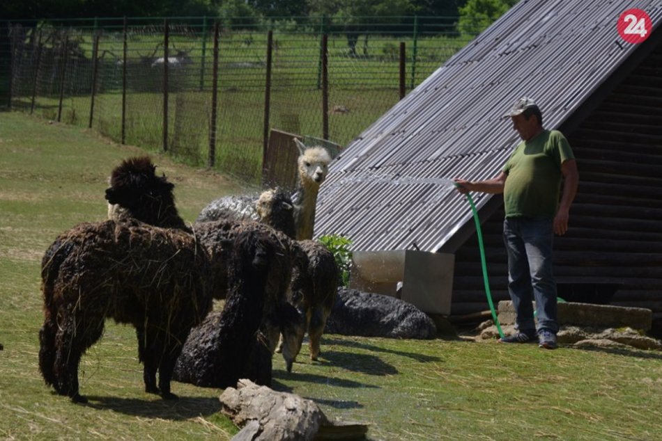 Ilustračný obrázok k článku Nielen ľudia počas horúčav trpia. Pozrite sa, ako ochladzujú zvieratá v zoo, FOTO
