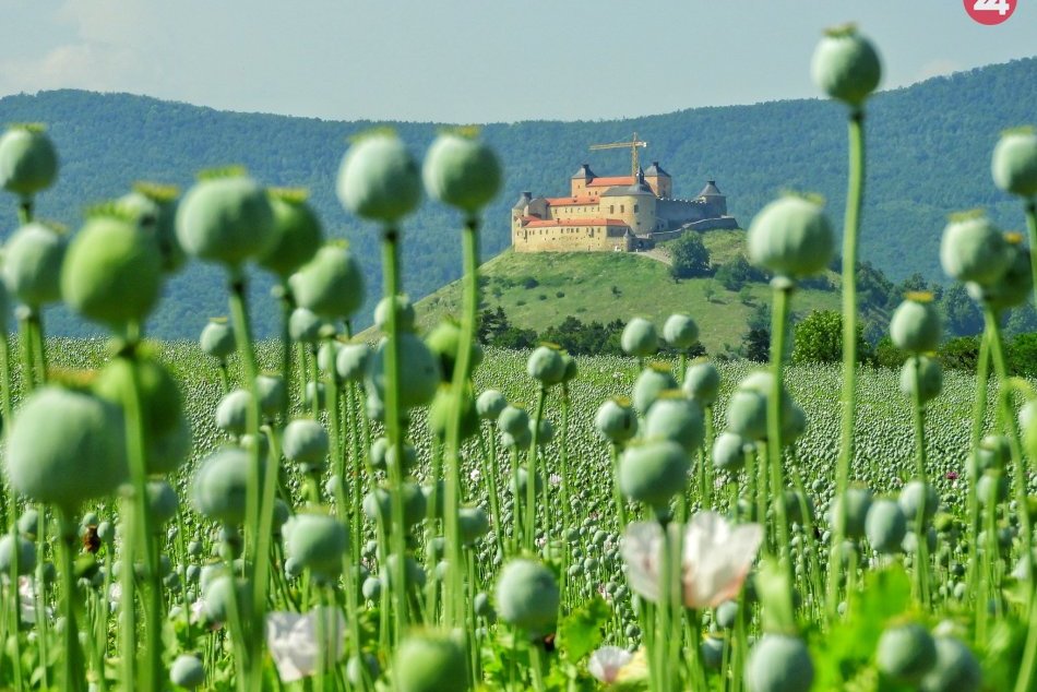 Ilustračný obrázok k článku FOTKY, ktoré sa oplatí pozrieť: Hrad Krásna Hôrka aj pestrofarebný kvitnúci mak