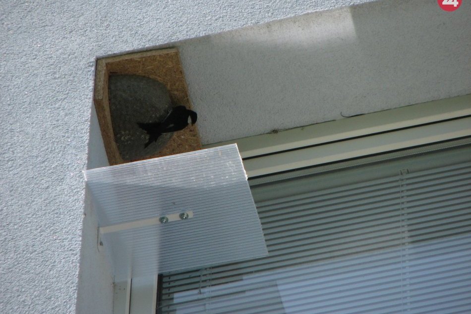 Ilustračný obrázok k článku Krásne, čo sa podarilo v čistiarni odpadových vôd Rakytovce. Desiatky hniezd obsadili belorítky