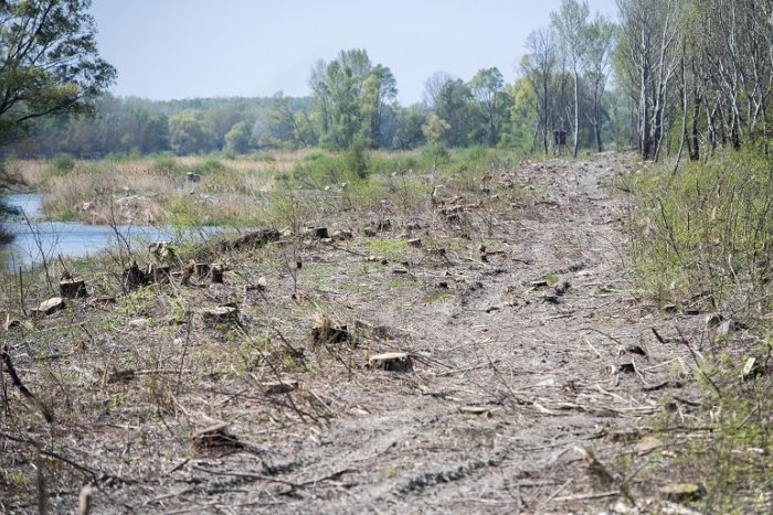 Ilustračný obrázok k článku Ťažba dreva na Slovensku opäť stúpla: Vlani sa vyťažilo takmer 10 miliónov metrov kubických