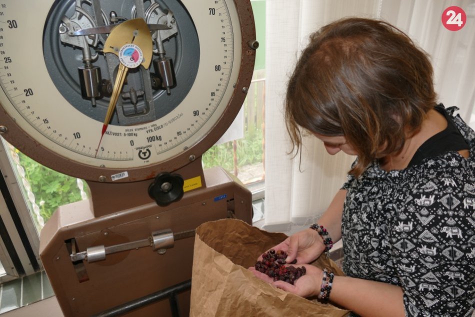 Ilustračný obrázok k článku Pri Žiline ožil voňavý zvyk: Ľudia zbierajú bylinky a nosia ich do výkupne, FOTO, VIDEO