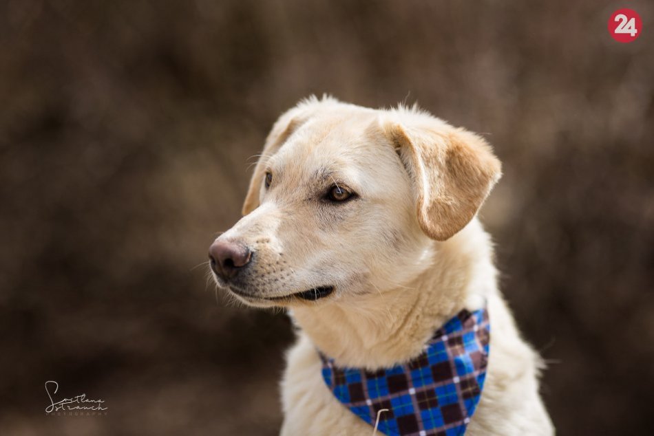 Ilustračný obrázok k článku Donut sa narodil v osade a skončil vo švábovskom útulku: Čo hovoríte na tohto krásavca?