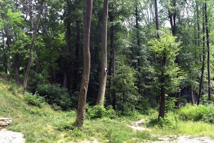 Ilustračný obrázok k článku Tajomstvá kremnických lesov: Svetlo sveta uzrela unikátna publikácia