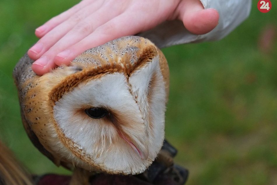 Ilustračný obrázok k článku Ochranári netaja spokojnosť: Plamienke driemavej sa tento rok výnimočne darí