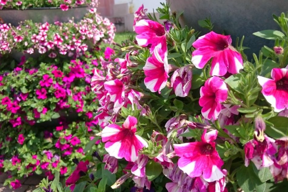 Ilustračný obrázok k článku V centre Bystrice pribudla nová výzdoba. Čo hovoríte na kvetinové pyramídy? FOTO