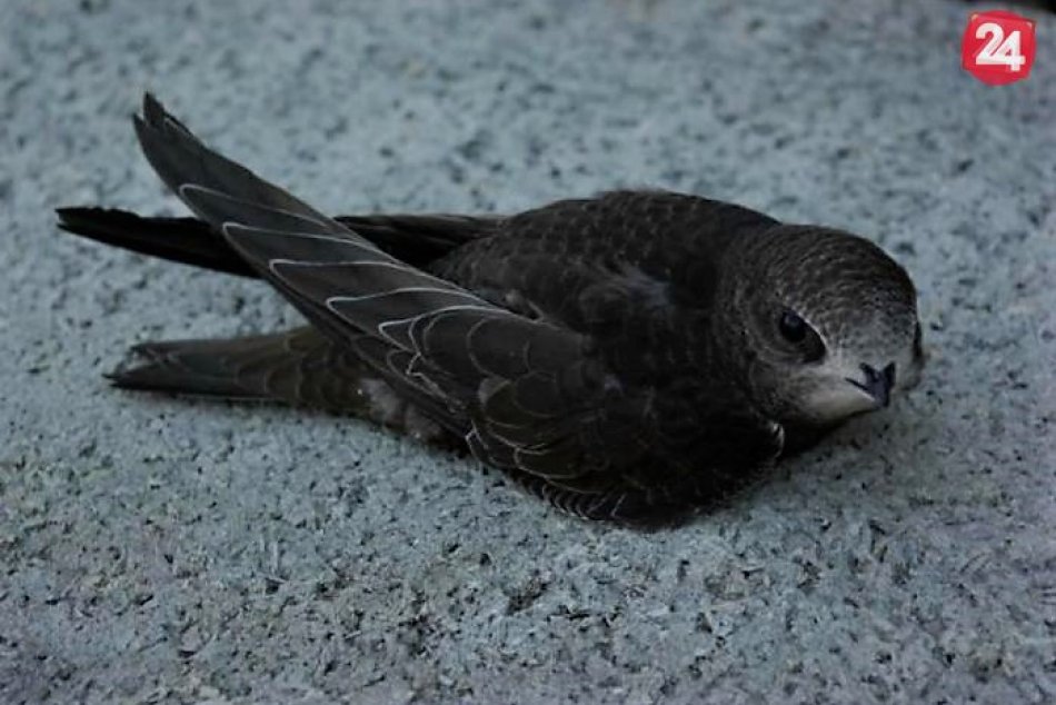 Ilustračný obrázok k článku Chránené dážďovníky hniezdia na hornej Nitre: Sú inšpiráciou pre tvorcov stíhačiek