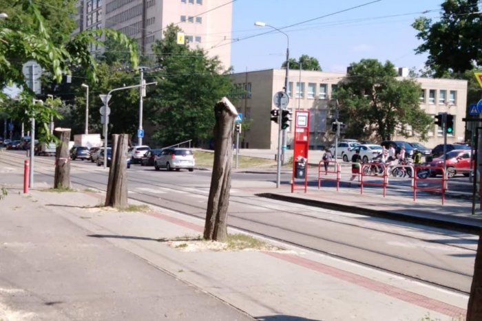 Ilustračný obrázok k článku Na Štefanovičovej spílil Dopravný podnik stromy, primátor priznáva rad pochybení