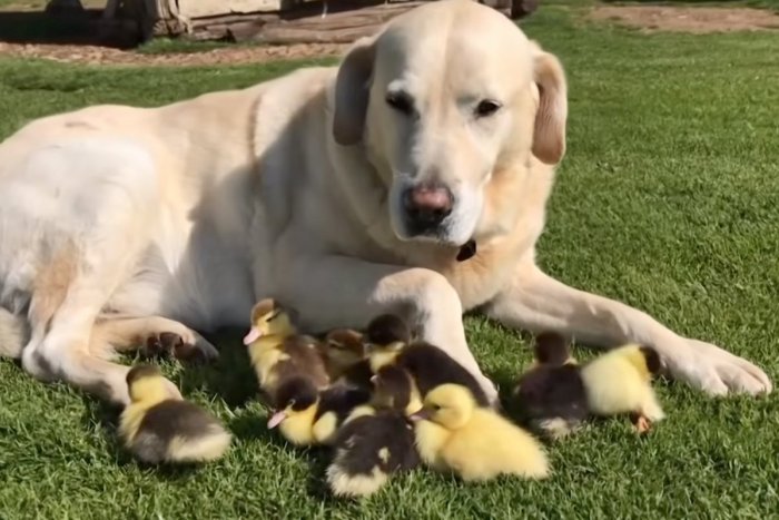 Ilustračný obrázok k článku Milujúci labrador si adoptoval káčatká: Chlpatý Fred si podmanil svet, VIDEO