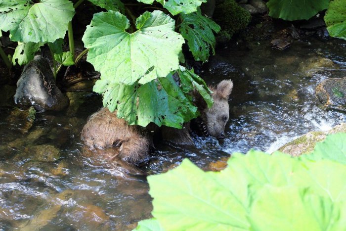 Ilustračný obrázok k článku Polícia v Banskej Bystrici hľadá pytliaka: Zastrelil medvedie mláďa