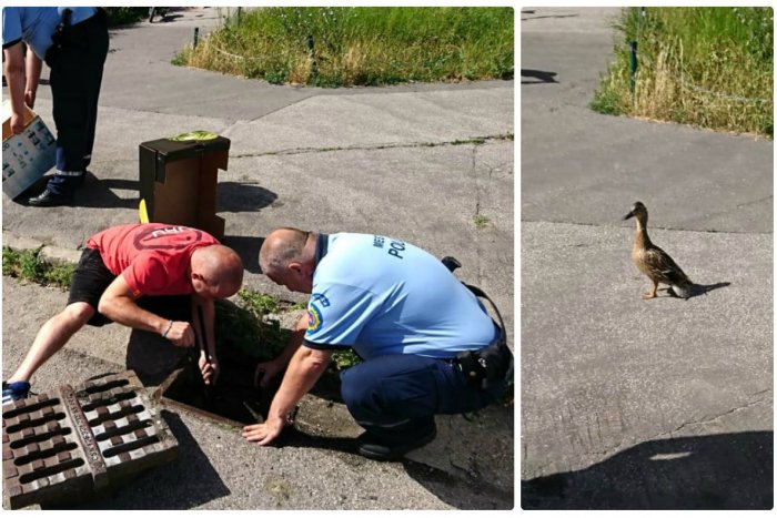 Ilustračný obrázok k článku FOTO: Mestská polícia mala plné ruky práce. Zachraňovali malé káčatká