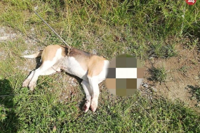 Ilustračný obrázok k článku Ďalší beštiálny čin na východe. V Ďurďošíku zastrelili psíka Džekyho šípom!, FOTO