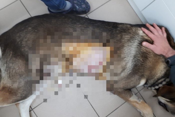 Ilustračný obrázok k článku Hrozný zážitok Žiarčana: Psíka mu mal diviak napadnúť priamo v meste, FOTO