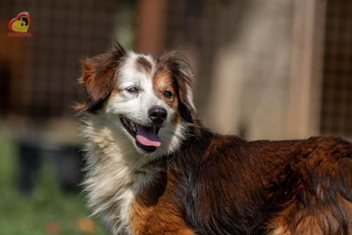 Ilustračný obrázok k článku FOTO, Chlpáči zo Šale sú tu: Vyberte si skvelého spoločníka