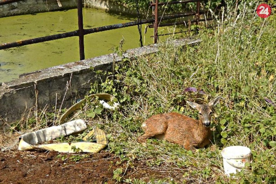 Ilustračný obrázok k článku Hasiči opäť v akcii: Zachránili vyčerpanú srnu pred utopením v nádrži