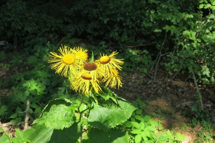 Ilustračný obrázok k článku Vihorlatské vrchy sú o niečo žltšie: Začal kvitnúť typický kvet pohoria