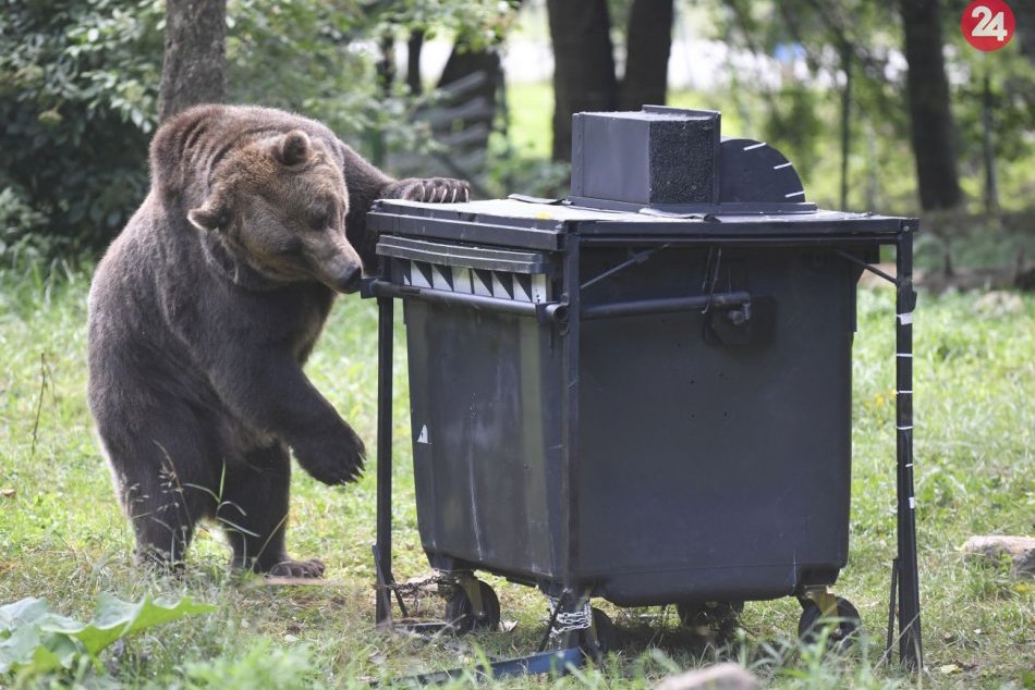 Ilustračný obrázok k článku Tento rok zaznamenali stovky hlásení o výskyte medveďa: Na odstrel bolo podaných 26 žiadostí