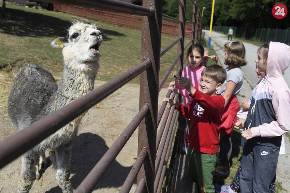 Ilustračný obrázok k článku Zoo v týchto dňoch patrí deťom, kŕmia zvieratá, jazdia na koňoch aj v safaribuse, FOTO